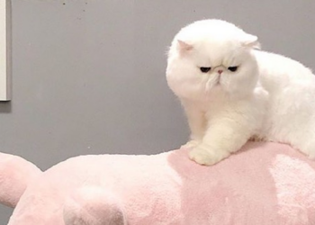 Instagram | @fatcatcollection
