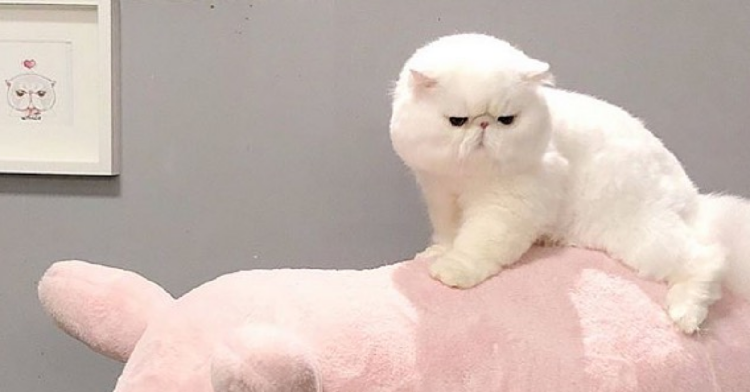 Instagram | @fatcatcollection