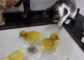 youtube | 土豆の日記Cat's diary