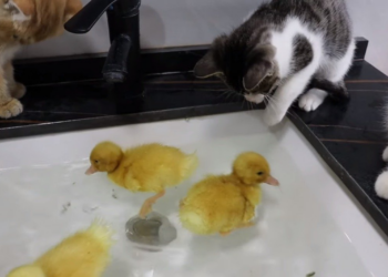 youtube | 土豆の日記Cat's diary