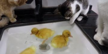 youtube | 土豆の日記Cat's diary