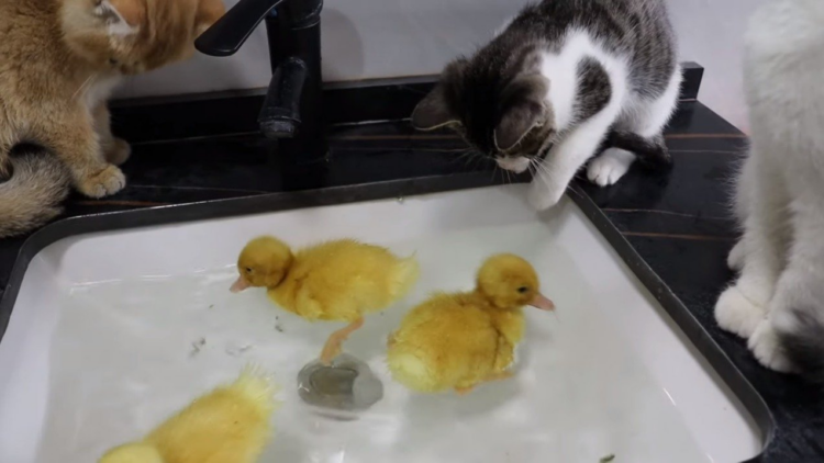 youtube | 土豆の日記Cat's diary