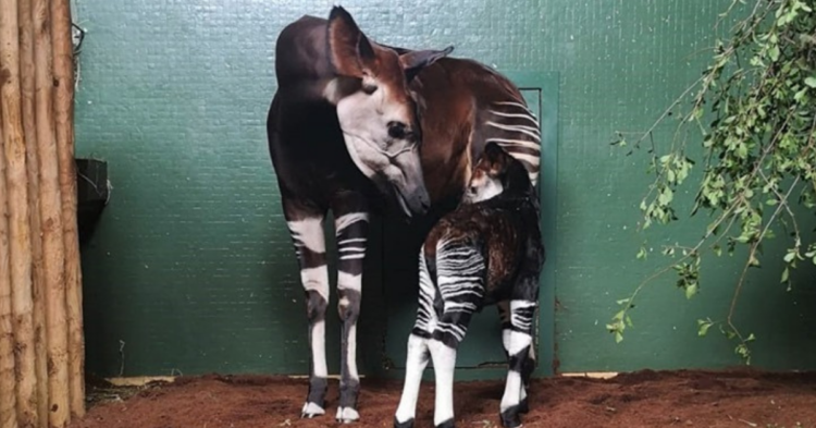 Instagram | @zsllondonzoo