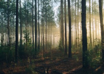 Unsplash | Steven Kamenar