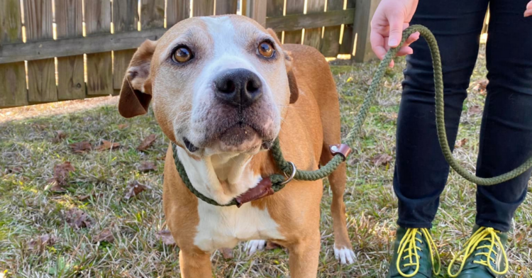 Facebook | SPCA of Wake County