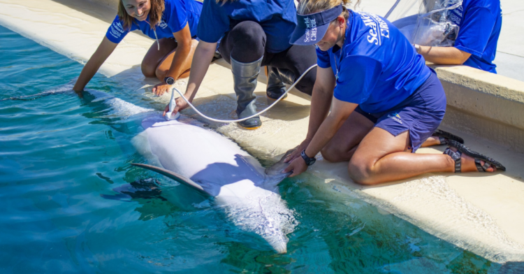 Facebook | SeaWorld San Antonio