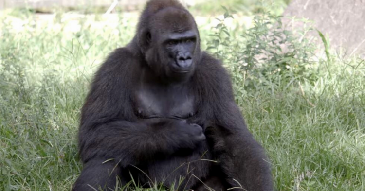 Facebook | Audubon Zoo