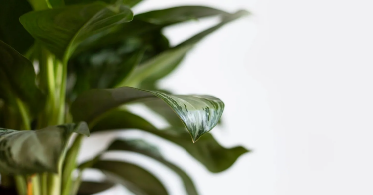 Unsplash