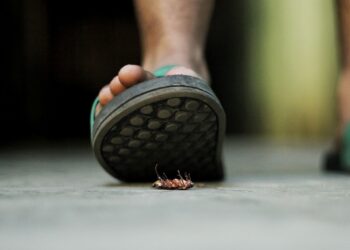 Unsplash | Nowshad Arefin