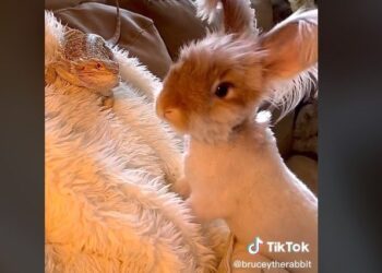 TikTok | @bruceytherabbit