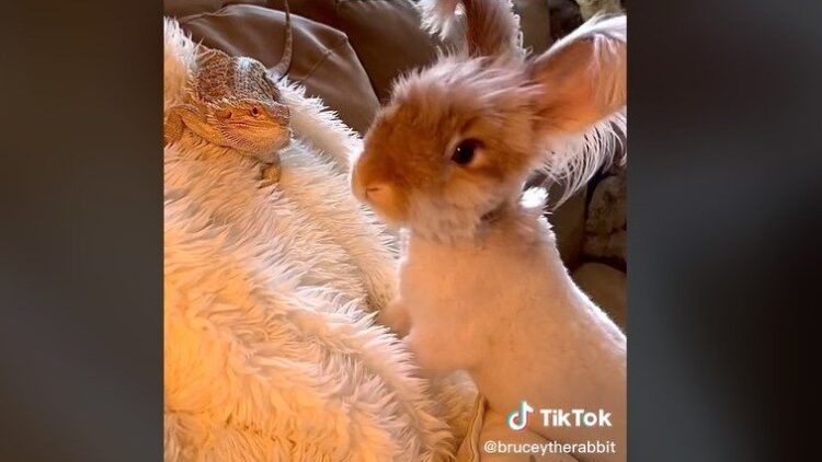 TikTok | @bruceytherabbit