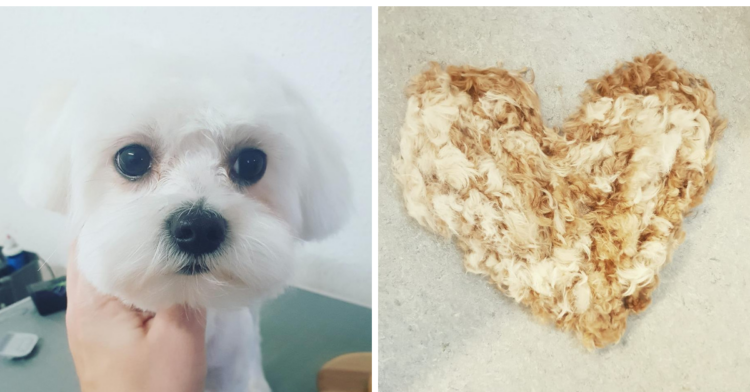 Facebook | Hundefrisør Laura