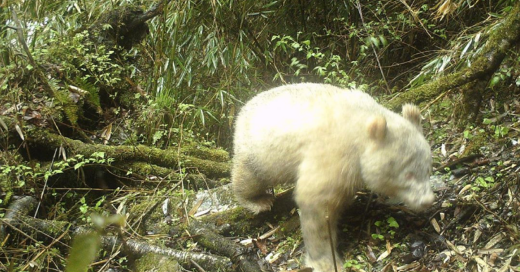 Wolong National Nature Reserve