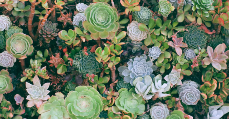 Unsplash