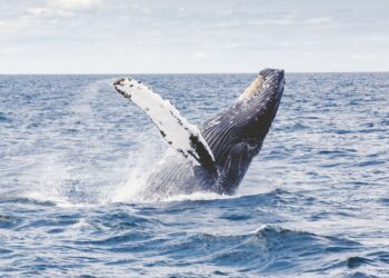 Unsplash | Thomas Kelley