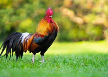 Shutterstock | 3399962