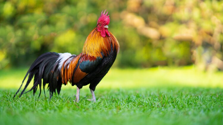 Shutterstock | 3399962