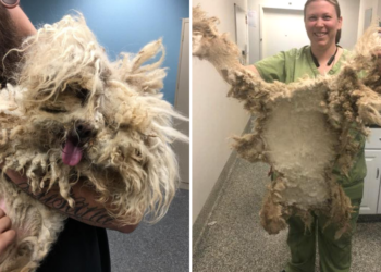 Facebook | Valley Animal Center