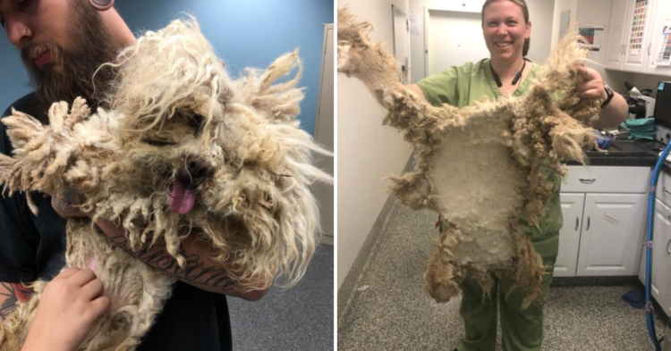 Facebook | Valley Animal Center