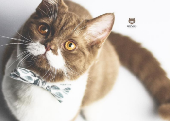 Instagram | @gringomoustachecat
