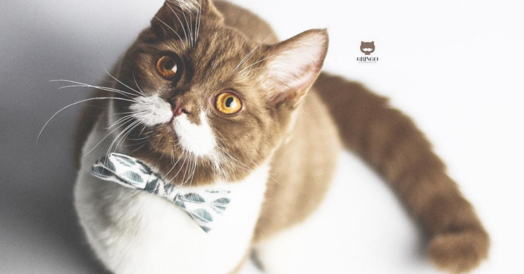 Instagram | @gringomoustachecat