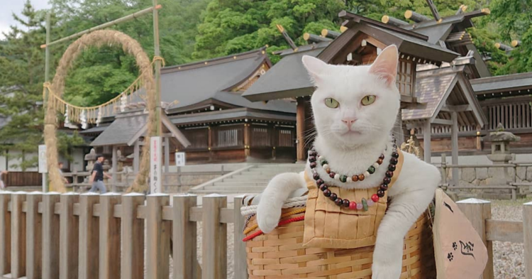 Instagram | @nekojizo