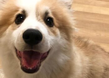 instagram | @wrigleyfluffycorgi