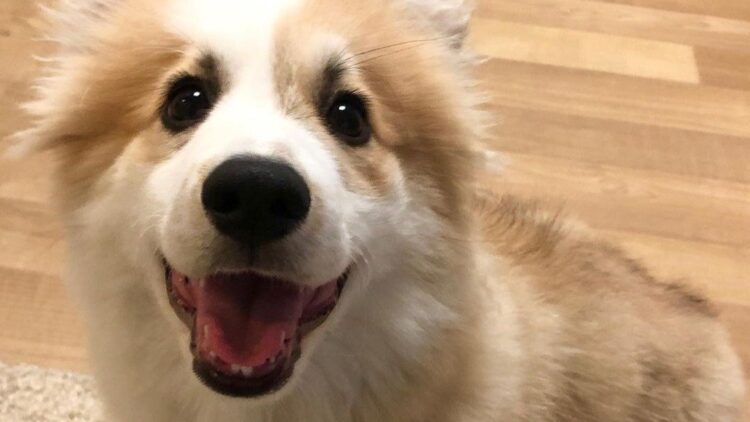 instagram | @wrigleyfluffycorgi
