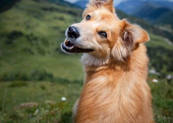 Shutterstock | 223223427