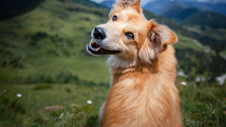 Shutterstock | 223223427