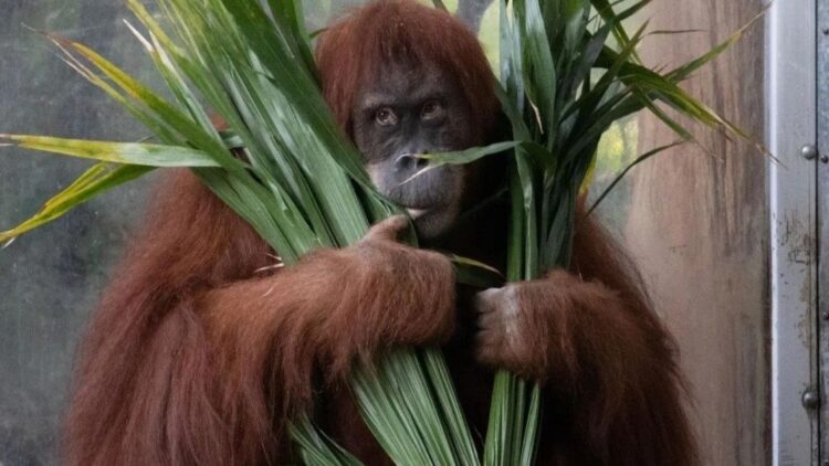 instagram | @thetorontozoo
