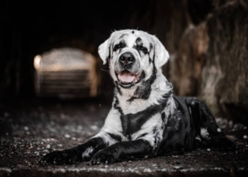 Instagram | @blazethedog__