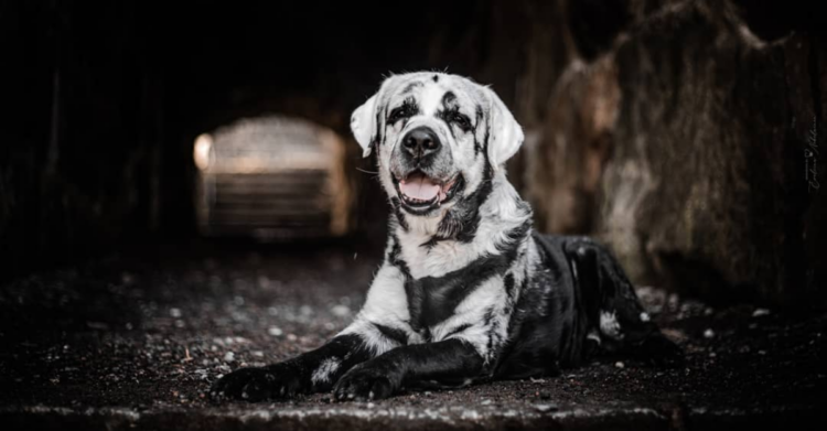 Instagram | @blazethedog__