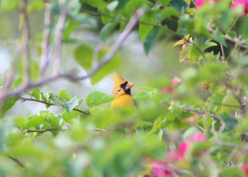 Facebook | Sunny the Yellow Cardinal