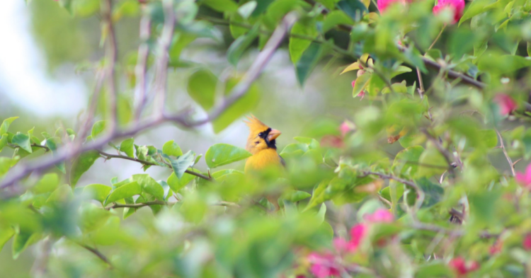 Facebook | Sunny the Yellow Cardinal