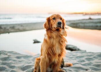 Unsplash | Justin Aikin
