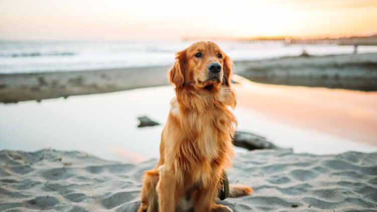 Unsplash | Justin Aikin