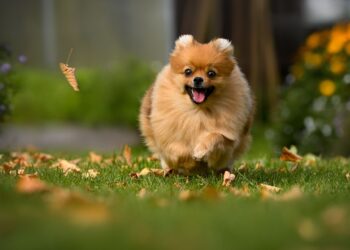 Shutterstock | 781615