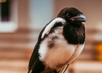 Unsplash | Vlad Kiselov