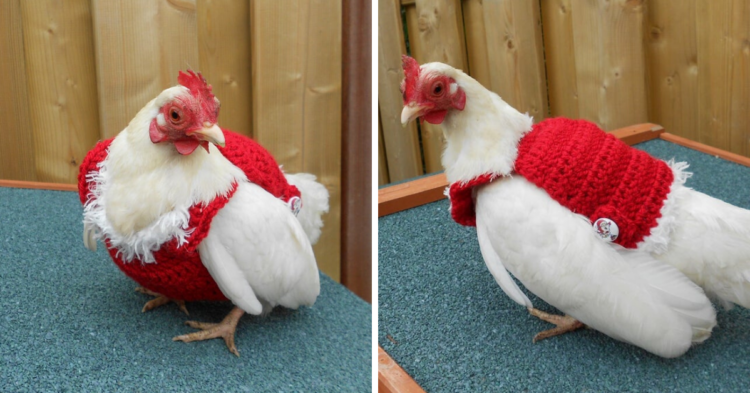 Etsy | AnimalFunandFashion