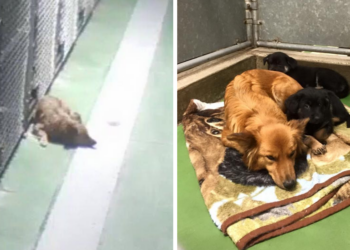 Facebook | Barkers Pet Motel and Grooming