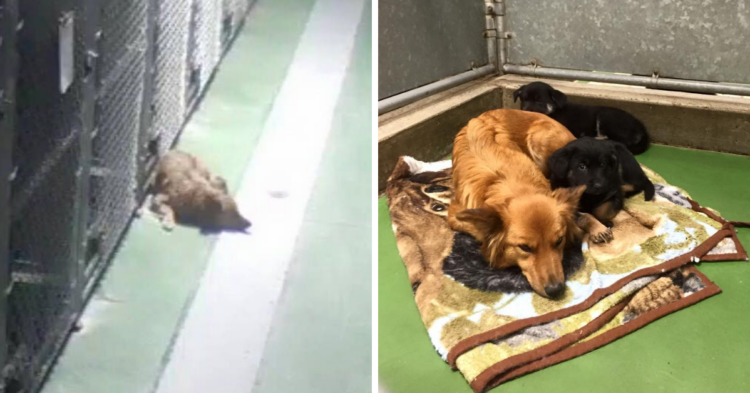 Facebook | Barkers Pet Motel and Grooming