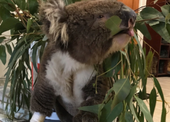Facebook | Supporting 1300Koalaz