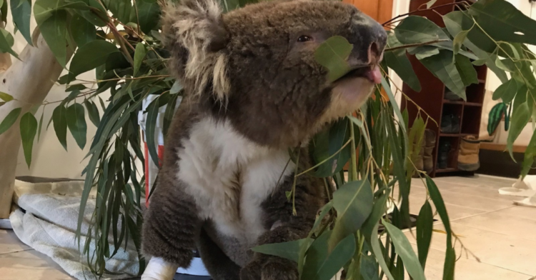 Facebook | Supporting 1300Koalaz