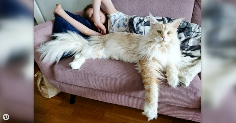 Instagram | @lotus_the_mainecoon