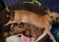 People | Licking County Humane Society