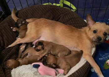 People | Licking County Humane Society