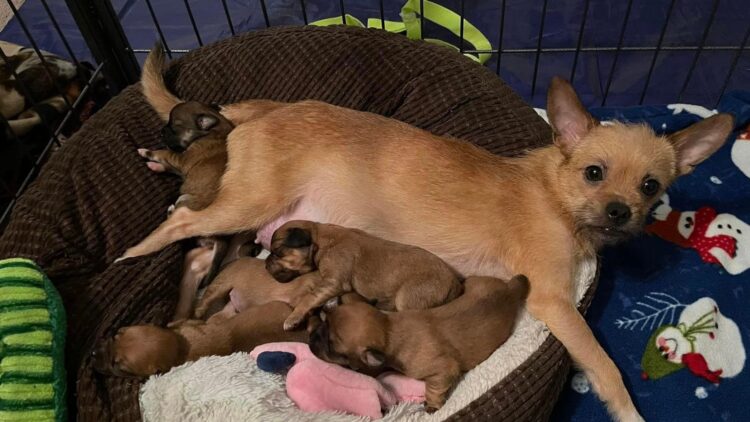 People | Licking County Humane Society