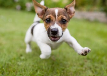 Shutterstock | 3096650