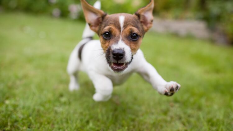 Shutterstock | 3096650